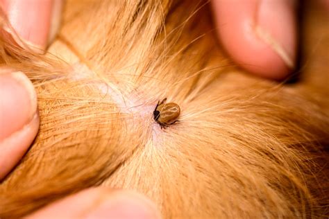 Best Tick Prevention Cats at John Wiggins blog