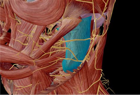 Muscles that move the mandible Flashcards | Quizlet