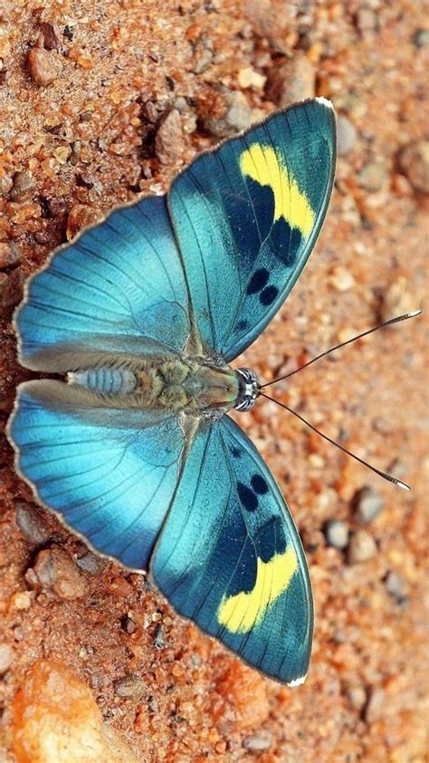a blue and yellow butterfly sitting on the ground