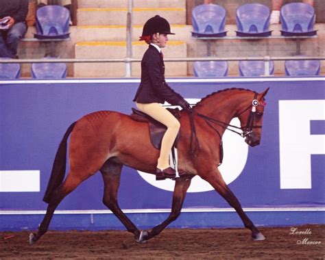 Breed Standard | Riding Pony Stud Book Society Ltd