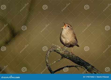 Eurasian Wren Troglodytes Troglodytes Singing on the Branch, Very Small ...