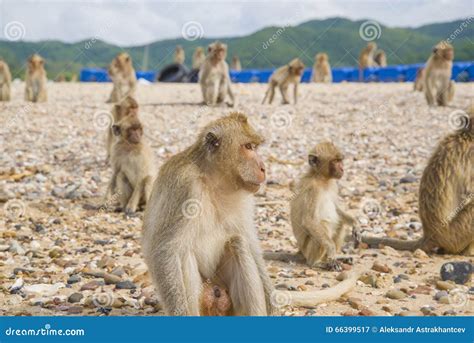 Monkey island. Thailand. stock image. Image of india - 66399517