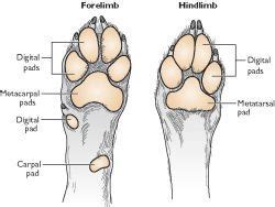 Cat Paw Anatomy