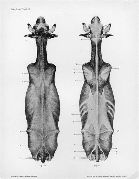 24 best References_Bovinae images on Pinterest | Animal anatomy, Cow and Anatomy reference