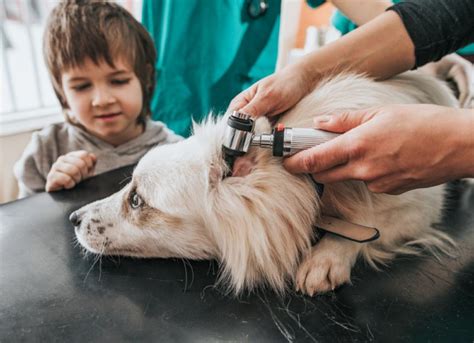 Ear Mites in Dogs: Symptoms, Causes, Treatment, and FAQs | PetMD