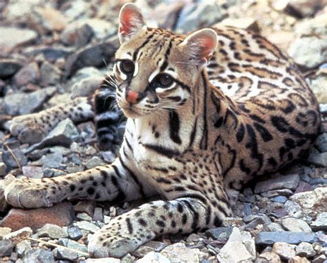 The Rare, Highly Endangered Ocelot Cat, Beautiful, Big, Spotted Wild ...