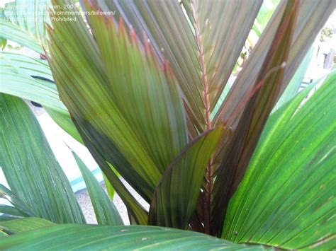 PlantFiles Pictures: Areca, Orange Crownshaft Palm, Pinang Merah, Red ...