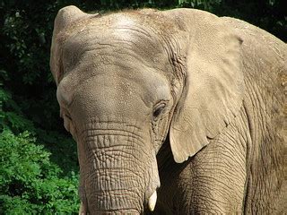 African elephant | Roger Williams Zoo, Providence, RI. | jude | Flickr