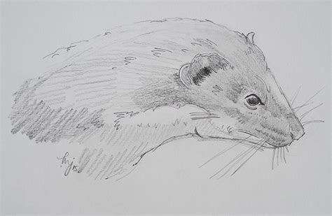 Weasel Head Drawing Drawing by Mike Jory