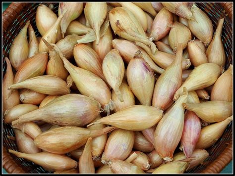 Mark's Veg Plot: Shallots "Longor"