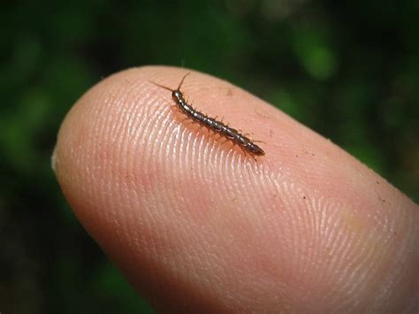 Centipede On Finger.. | I've decided to desensitize myself t… | Flickr - Photo Sharing!