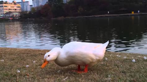 ducks land and walk and eat 20151115 165818 - YouTube