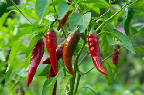 15 Step to Grow Chile Peppers in Your Garden