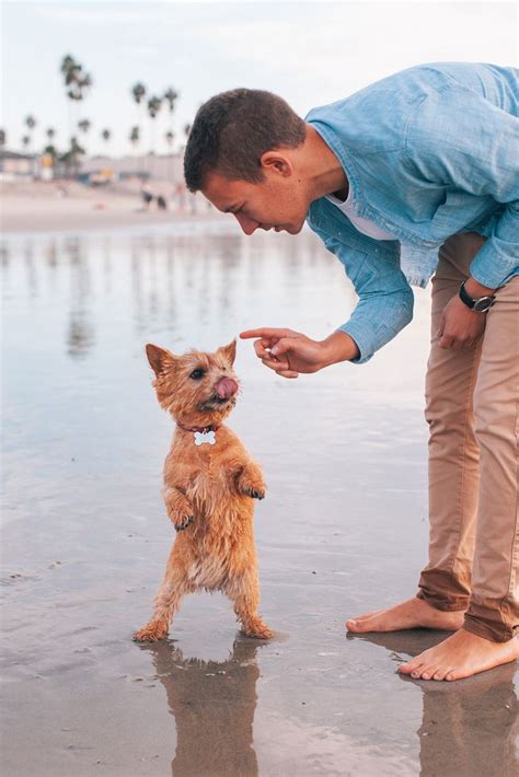 Ocean beach sunset engagement photo | Dog photoshoot, Dog walking ...