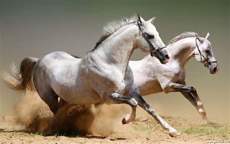 √ Wild Horses HD Wallpapers - wallpaper202