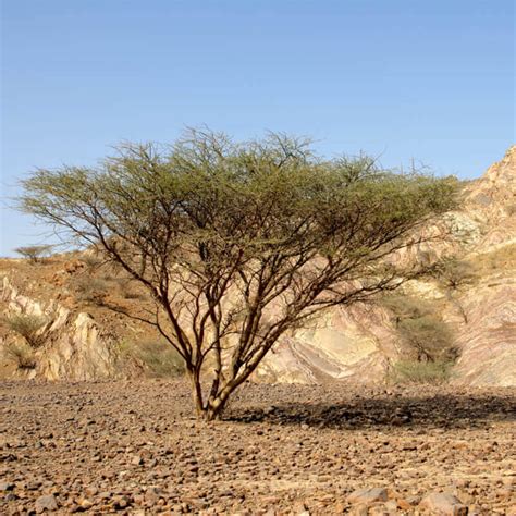 Seeds of Umbrella Thorn - ACACIA TORTILIS - The Original Garden