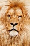 Lion King Free Stock Photo - Public Domain Pictures
