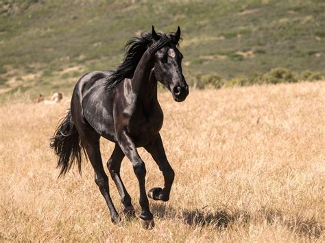 Discover What Type of Horse Is Black Beauty - A Thoroughbred Tale of Strength and Courage