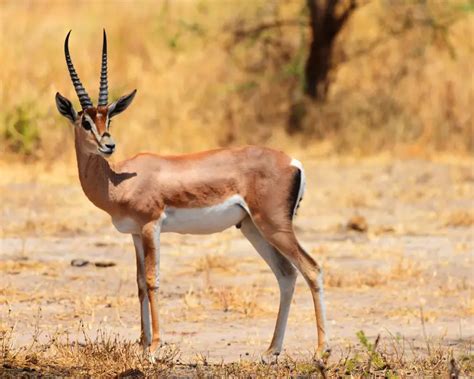 Grant's Gazelle - Facts, Diet, Habitat & Pictures on Animalia.bio