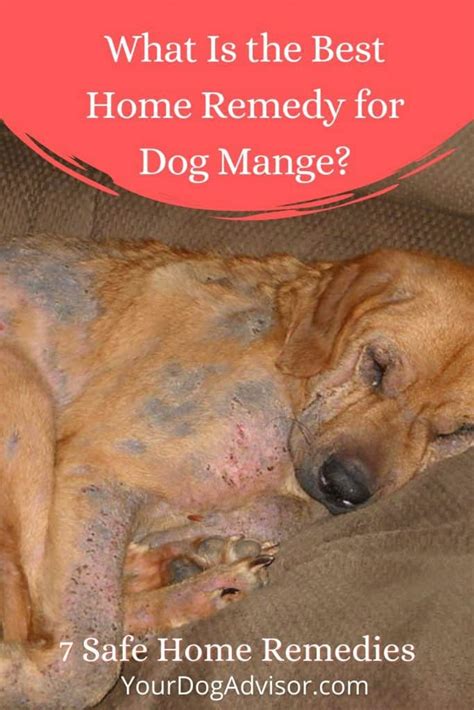 Home Remedies For Dog Nasal Mites | donyaye-trade.com