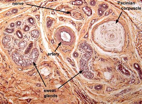 Pacinian Corpuscles Histology