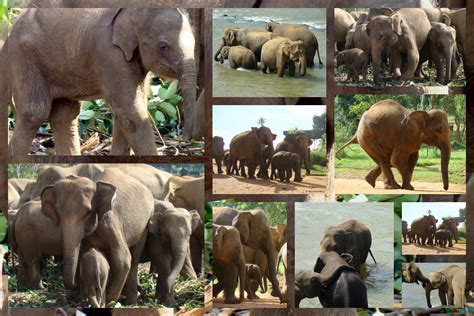 Discover-SriLanka: SRI LANKA - ELEPHANT ORPHANAGE [ COLLAGE ]