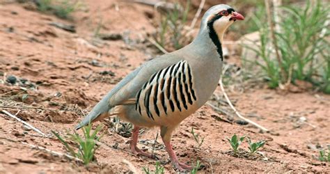 The National Bird of Pakistan Chukar Partridge