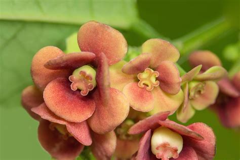 Sauropus androgynus flower 1898110 Stock Photo at Vecteezy