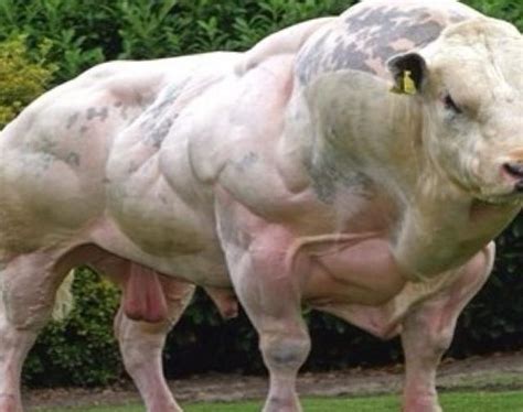 This Belgian Blue Bull is an absolute unit : r/absoluteunit