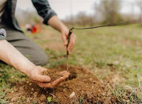 Planting and Care of Backyard Grapes | Illinois Extension | UIUC