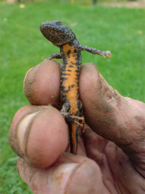 Newts In My Garden Pond | Fasci Garden