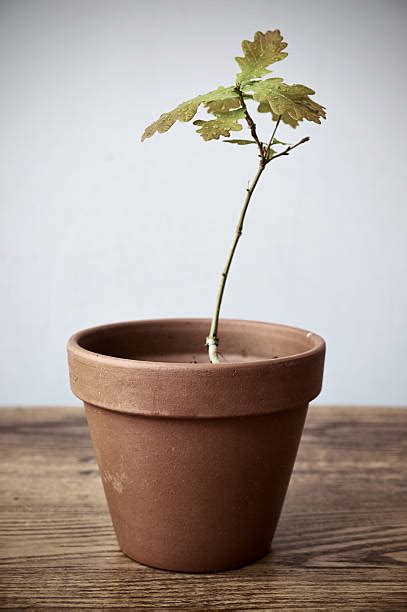 Oak Tree Sapling Stock Photos, Pictures & Royalty-Free Images - iStock