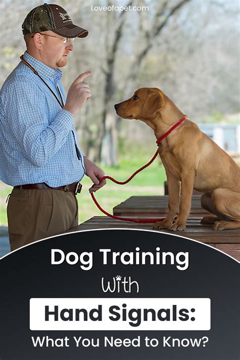 Dog Training With Hand Signals: What You Need to Know? - Love Of A Pet | Dog training, Dog ...