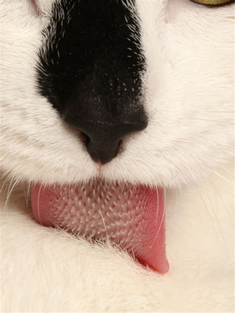 Cat Tongue