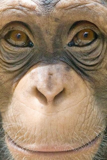 Chimpanzee Face | Jambo, a 3 year old chimpanzee at the Mary… | Flickr