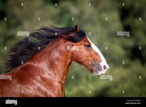 Shire Horse. Portrait of bay stallion Stock Photo - Alamy