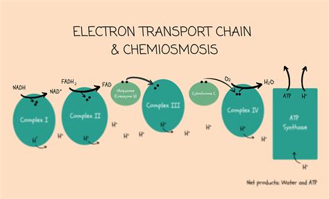 SOLUTION: Electron transport chain chemiosmosis flowchart - Studypool