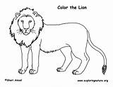 Lion – Coloring Nature sketch template