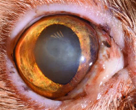 Corneal scarring in a cat after a healed superficial corneal ulcer ...