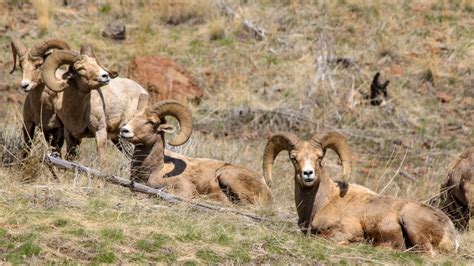 Wyoming Wildlife Migrations | Travel Wyoming. That's WY