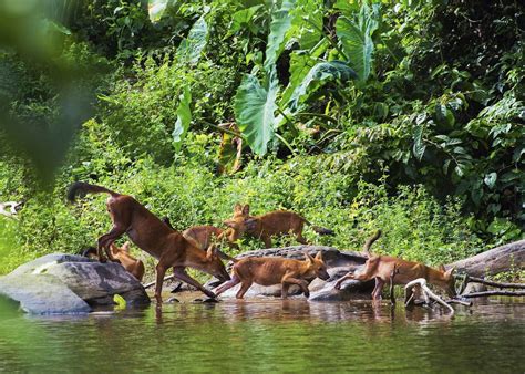 Visit Khao Yai National Park, Thailand | Audley Travel