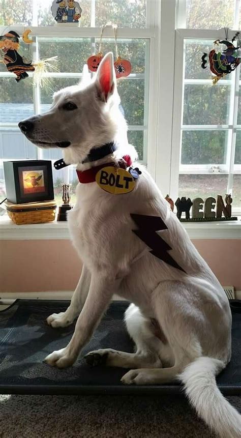 DIY Disney Bolt Halloween Costume for your Dog | Cute dog costumes, Pet ...