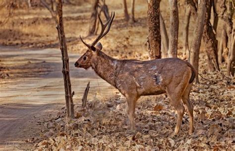 Barasingha | Photos by Ravi