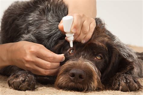 Top Eye Problems for Dogs | ASPCA® Pet Health Insurance