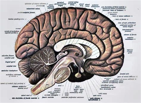 how do you improve memory # | Brain anatomy, Brain diagram, Human brain