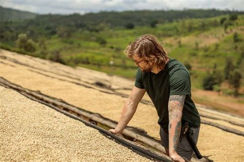 How To Dry Coffee Beans: A Step-by-Step Guide