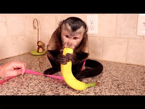 Monkey Peeling Banana! - YouTube