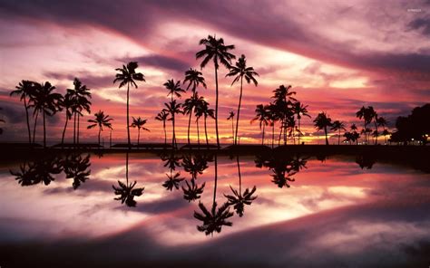 Palm Tree Beach Sunset Wallpaper 4k Palm Tree Sunset - vrogue.co