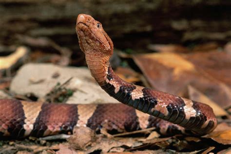 'Never been so scared': Venomous copperhead snake bites 5-year-old boy ...