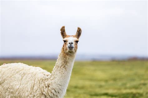 One isolated llama in the Altiplano - Texas A&M Veterinary Medical Diagnostic Laboratory